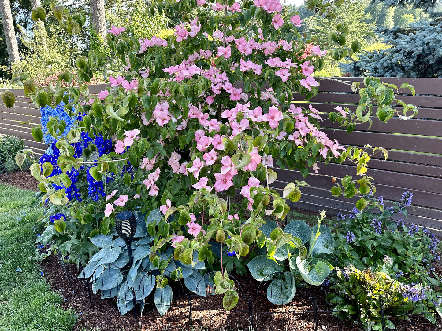 Pink Teacup Dogwood Watercolor