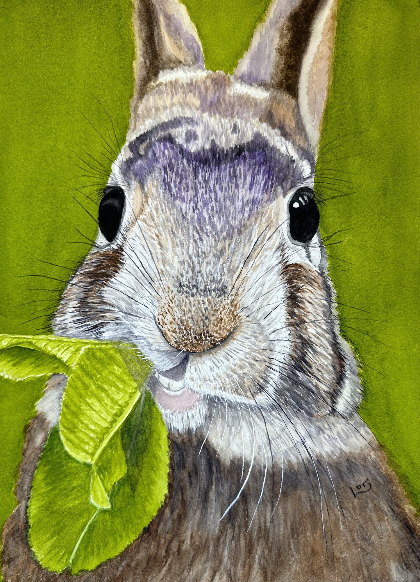 Funny Bunny