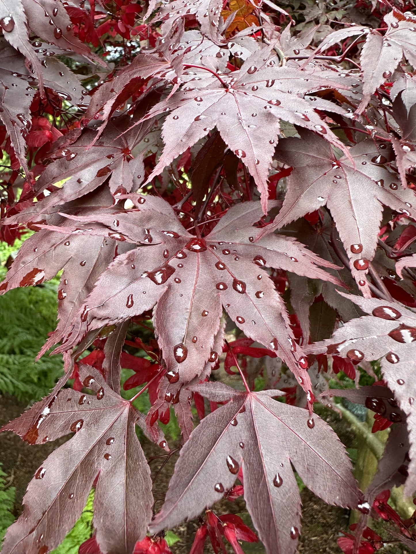 Maple Tree after the rain