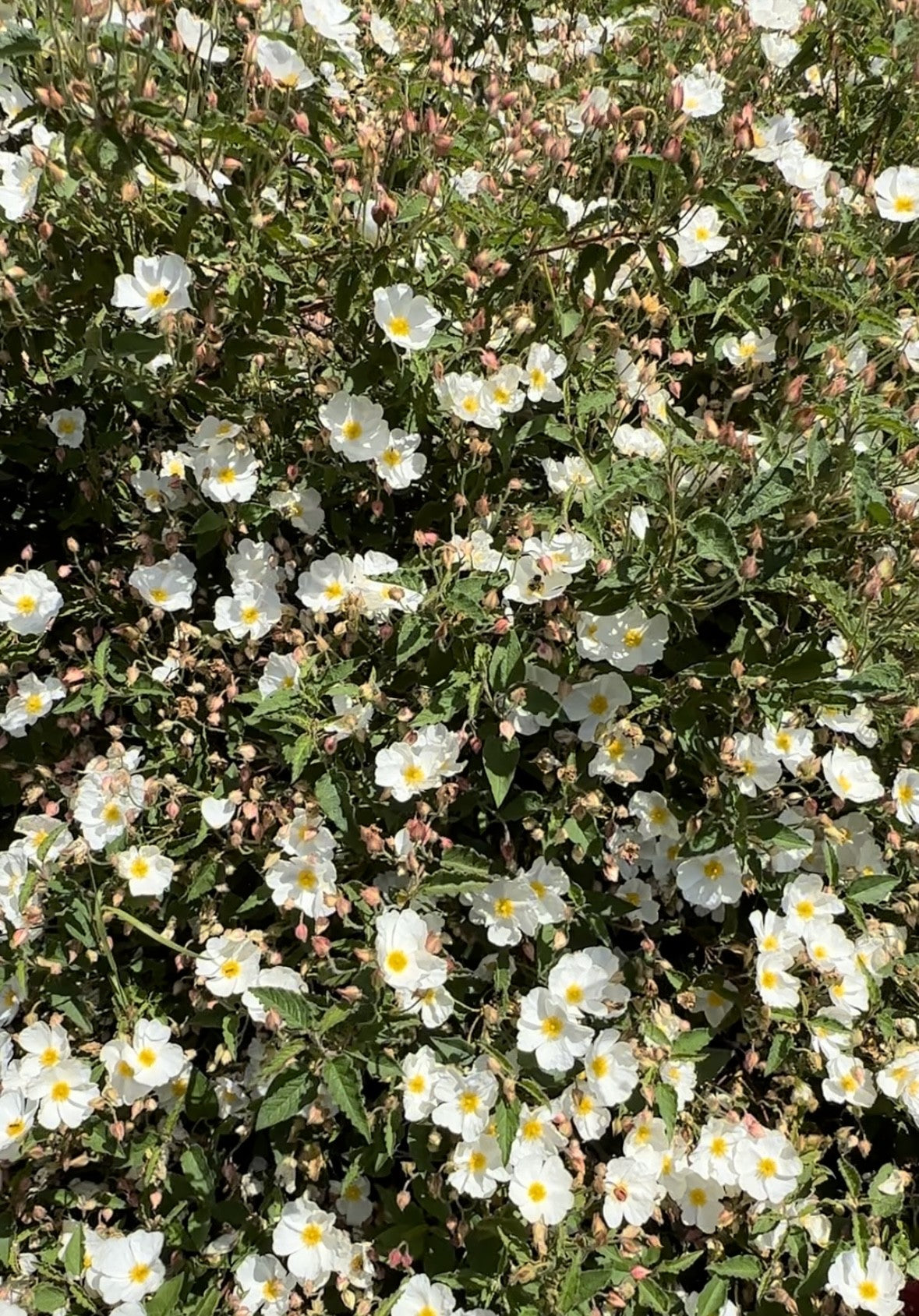 White Rockrose