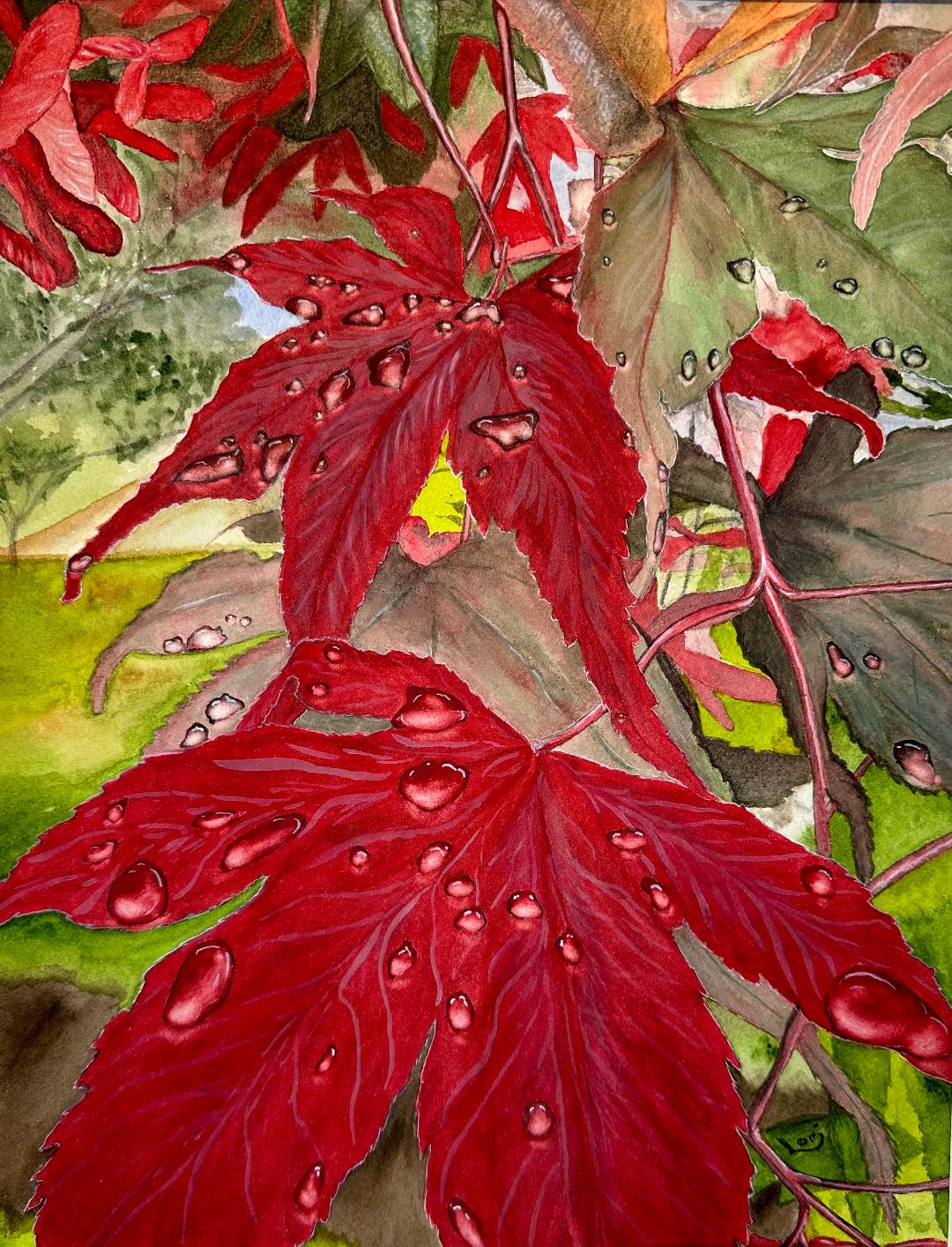 Maple Tree after the rain