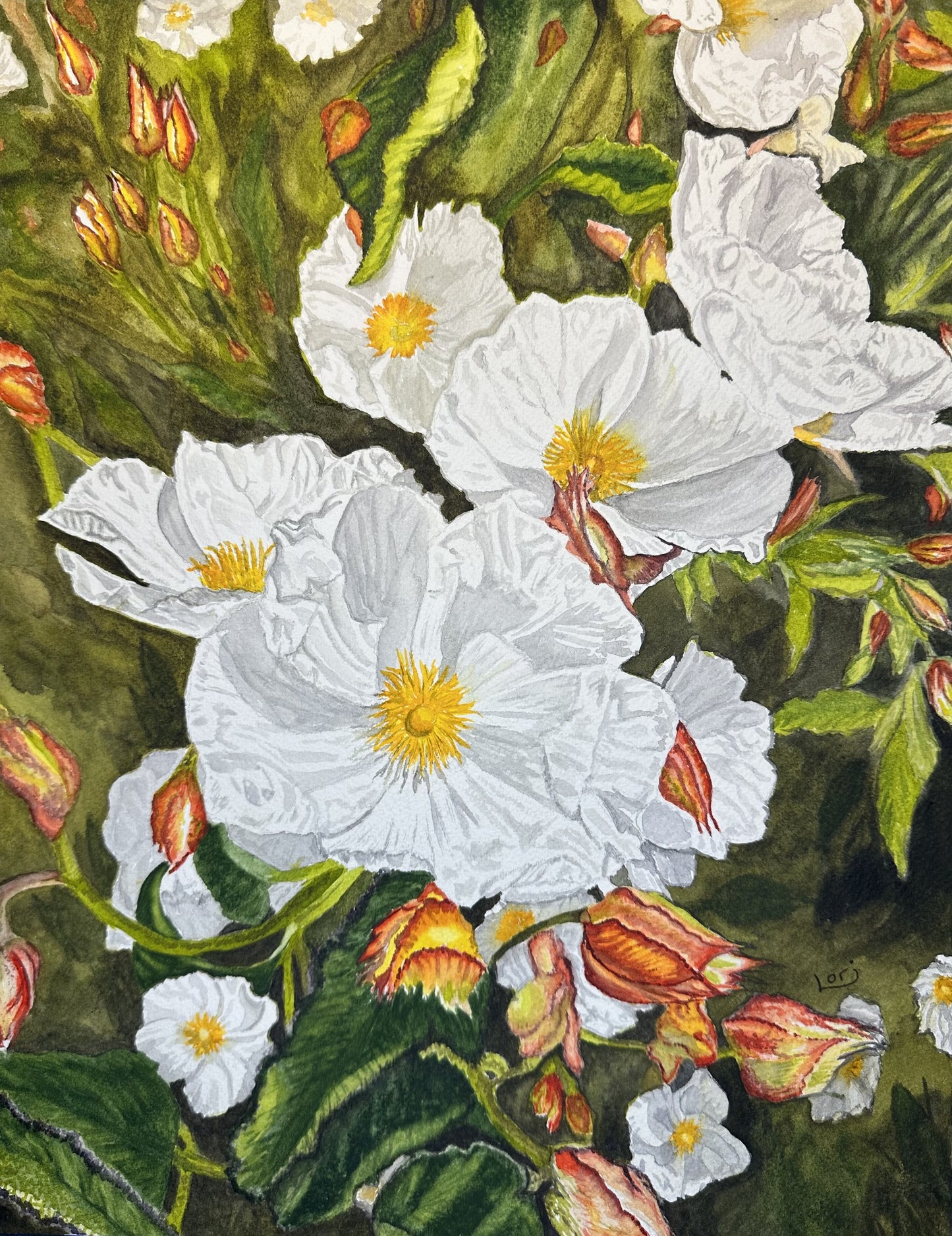 White Rockrose