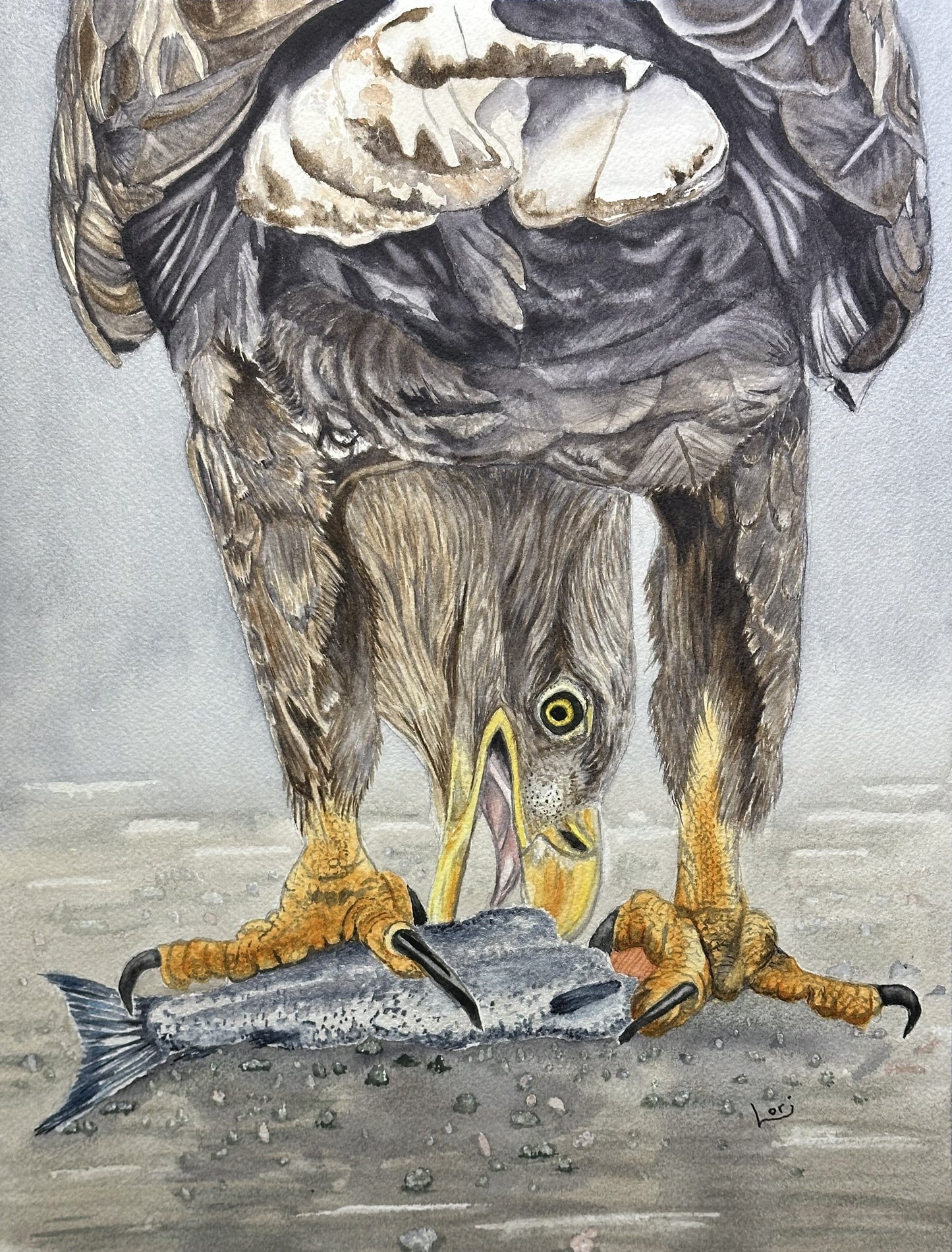 Young Eagle eating his catch