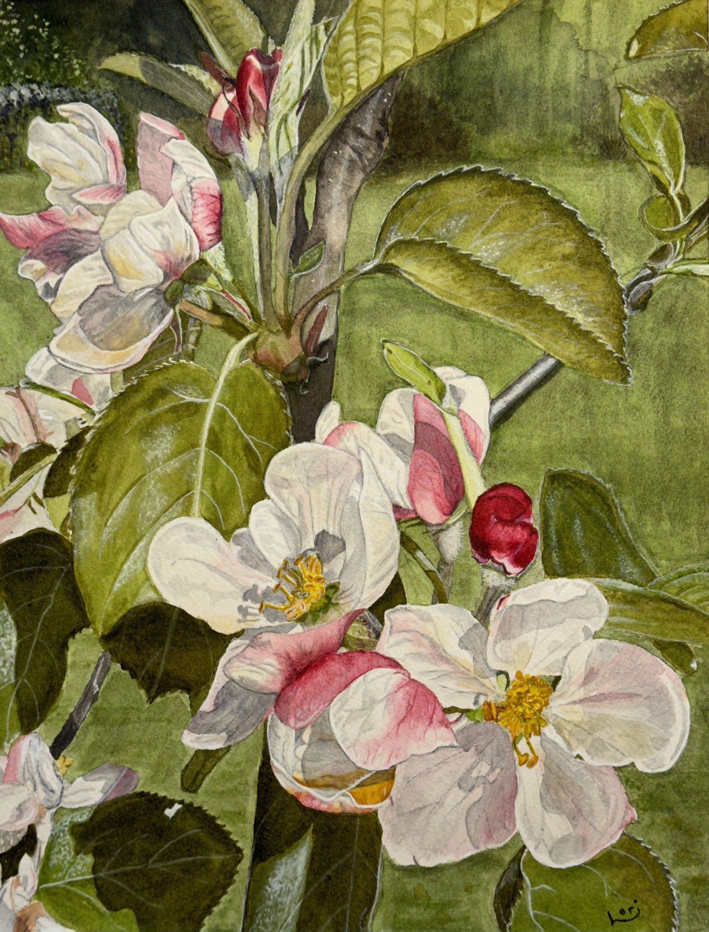 Apple Blossom