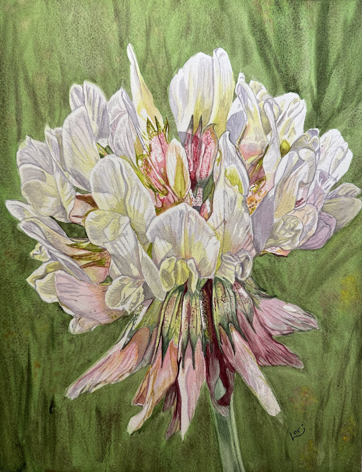 Clover