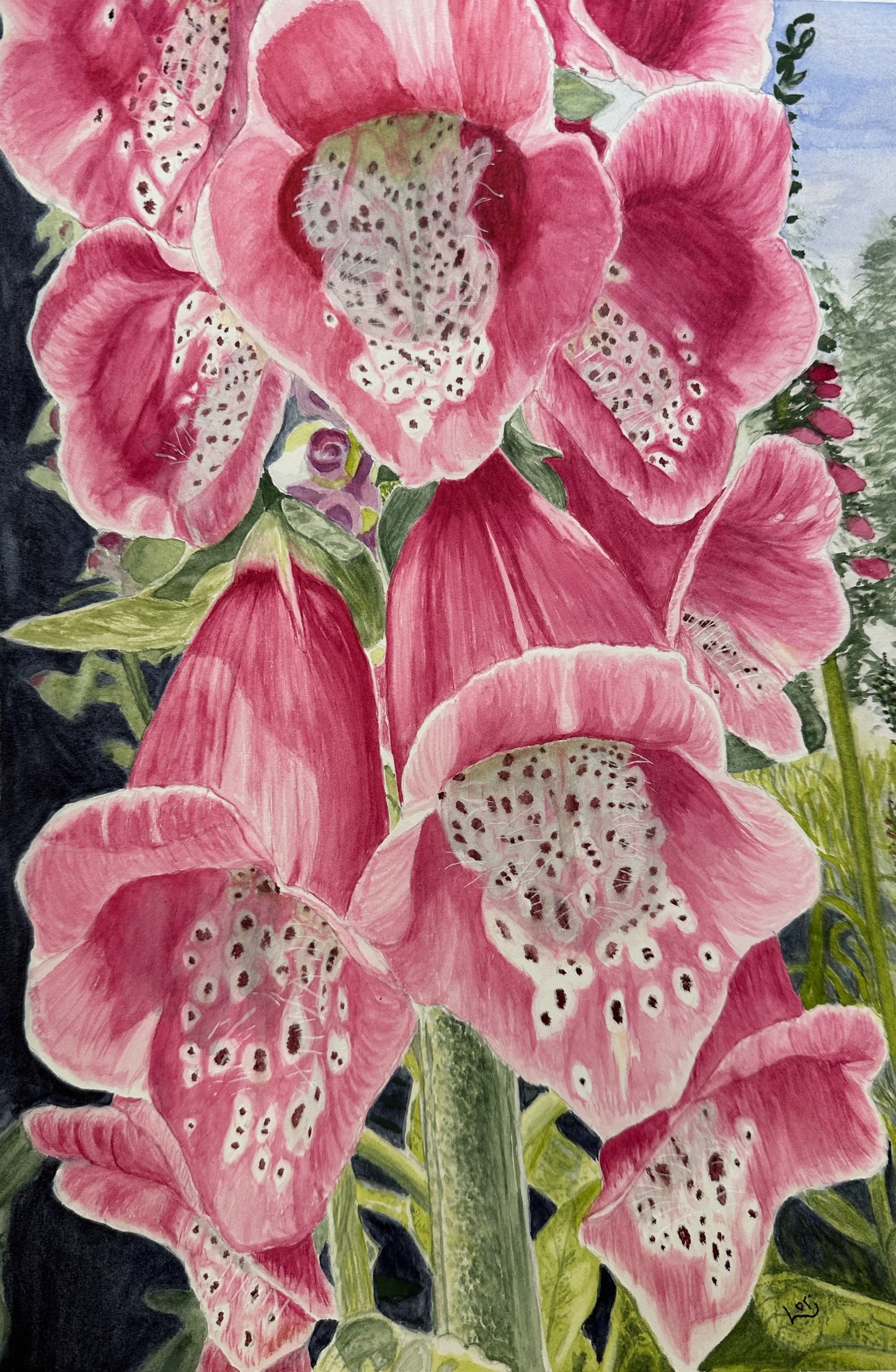 Foxglove