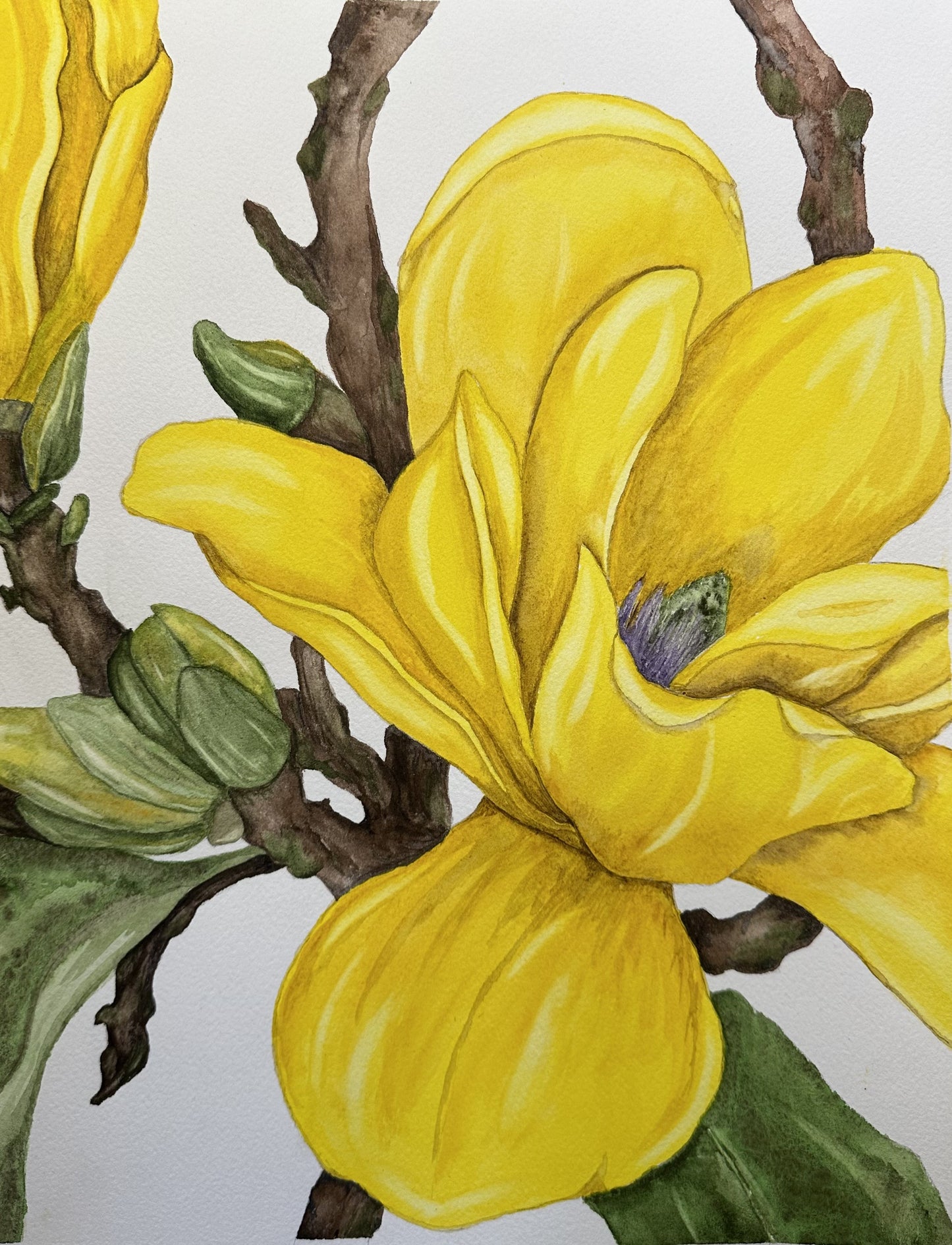 Magnolia