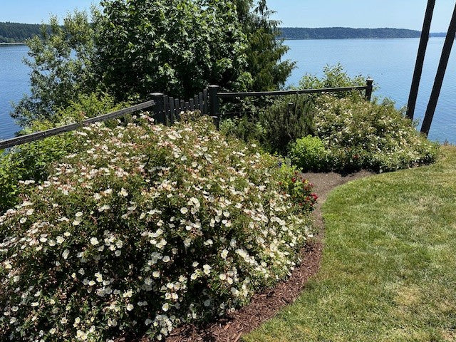 White Rockrose