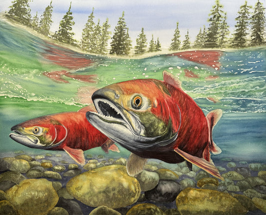 Swimming Salmon underwater watercolor