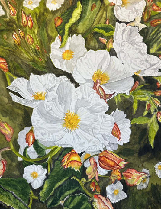 White Rockrose